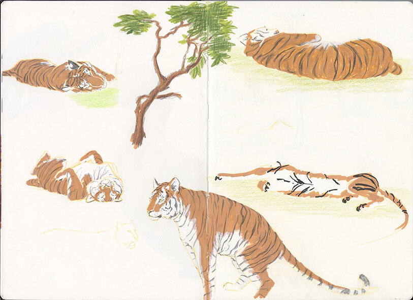Siberian Tiger drawn in the Zürich Zoo. Technique: Acrylic Marker, colored pencils